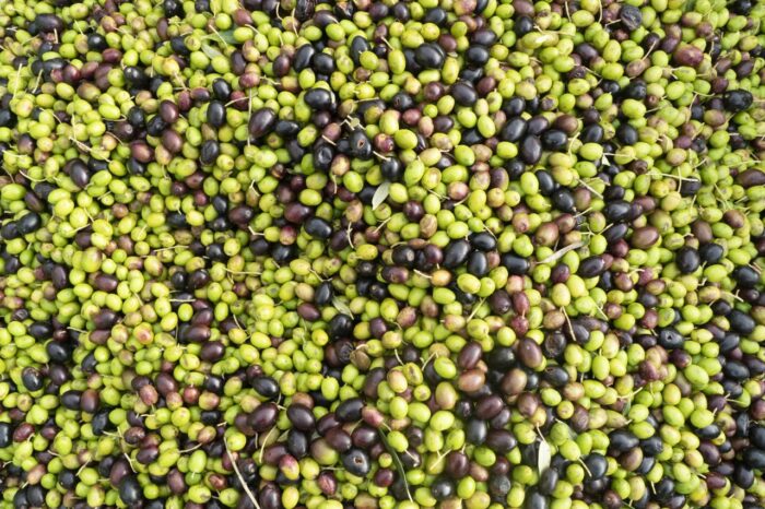 From olives to extra-virgin olive oil, experience Olive Harvest in Italy – Private Tour – Private Tour
